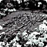 Photographs of the headstone on Jan Palach’s grave in the dossier of the secret police, 1970 (Source: Security Services Archives)
